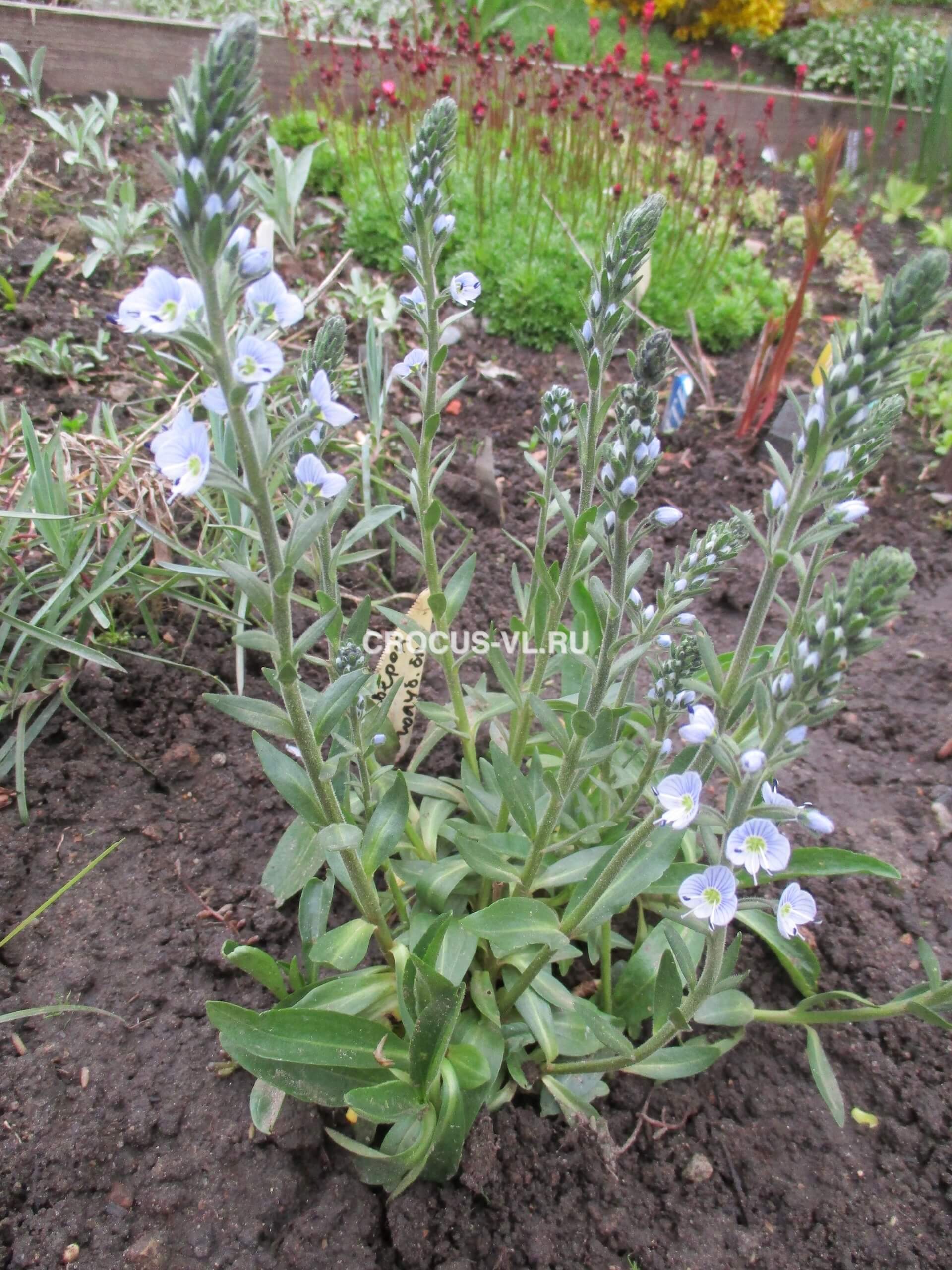 Вероника горечавковая «Little Blues»